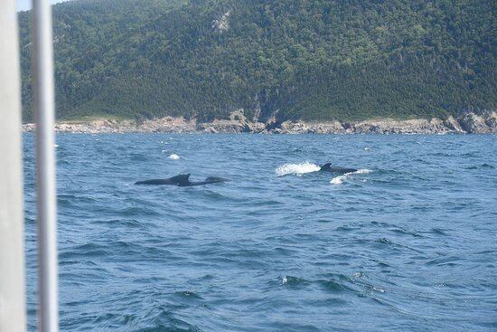 Cabot Trail Guaranteed Whales Adventures景点图片