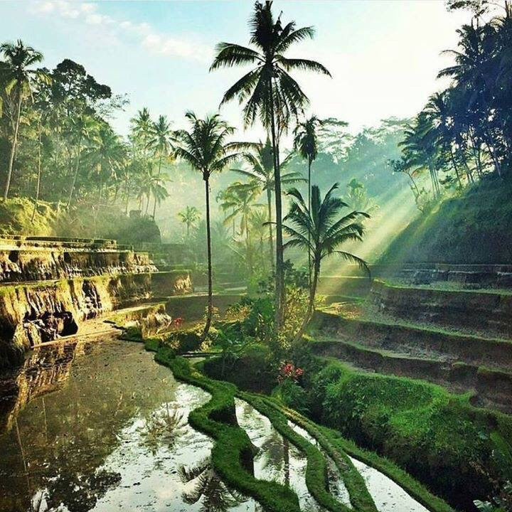 乌布友好司机服务-乌布必去景点