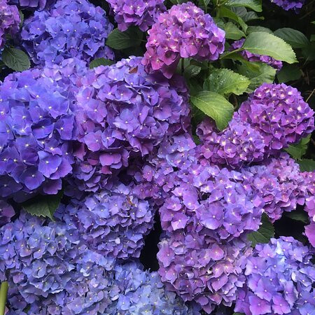 Buttercup Hill主图