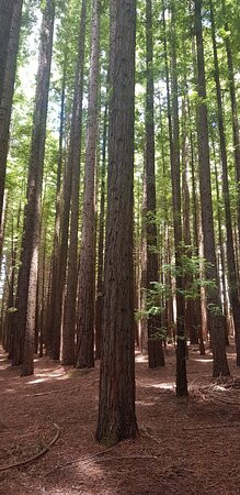 O'Shannassy Trail-华伯登必去景点