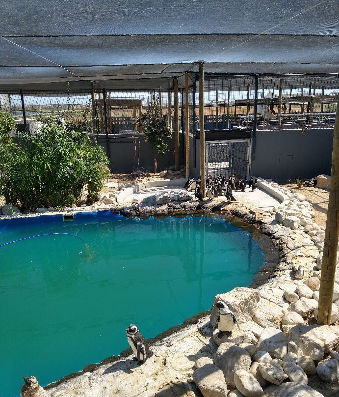 SANCCOB Seabird Rehabilitation Centre-Table View必去景点