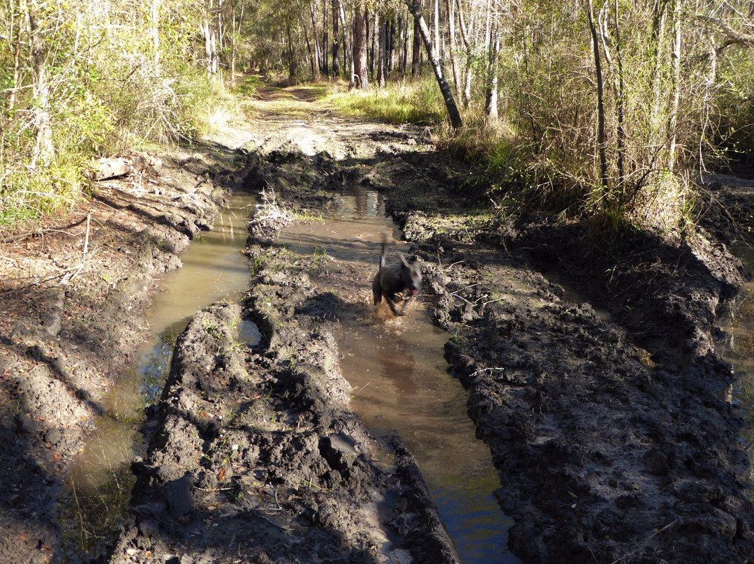 Richloam Fire Tower Trailhead-Webster必去景点