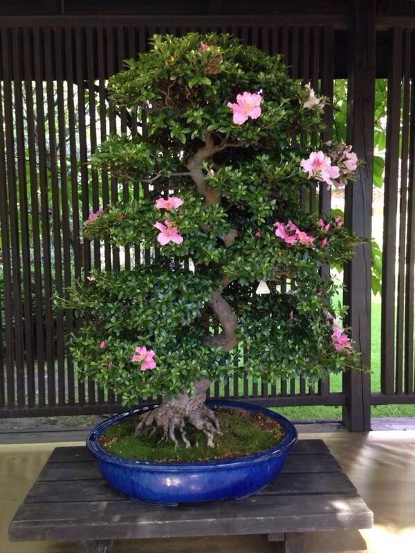 Crespi Bonsai-帕拉比亚戈必去景点