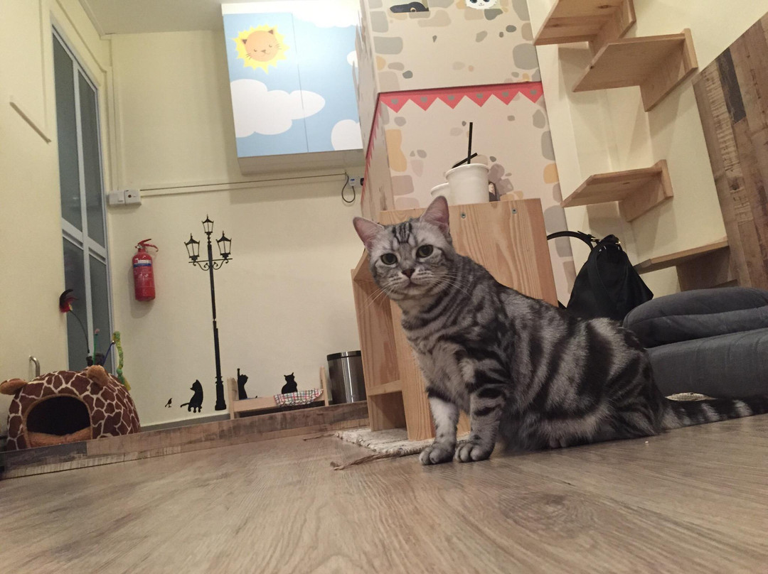 Meomi Cat Café