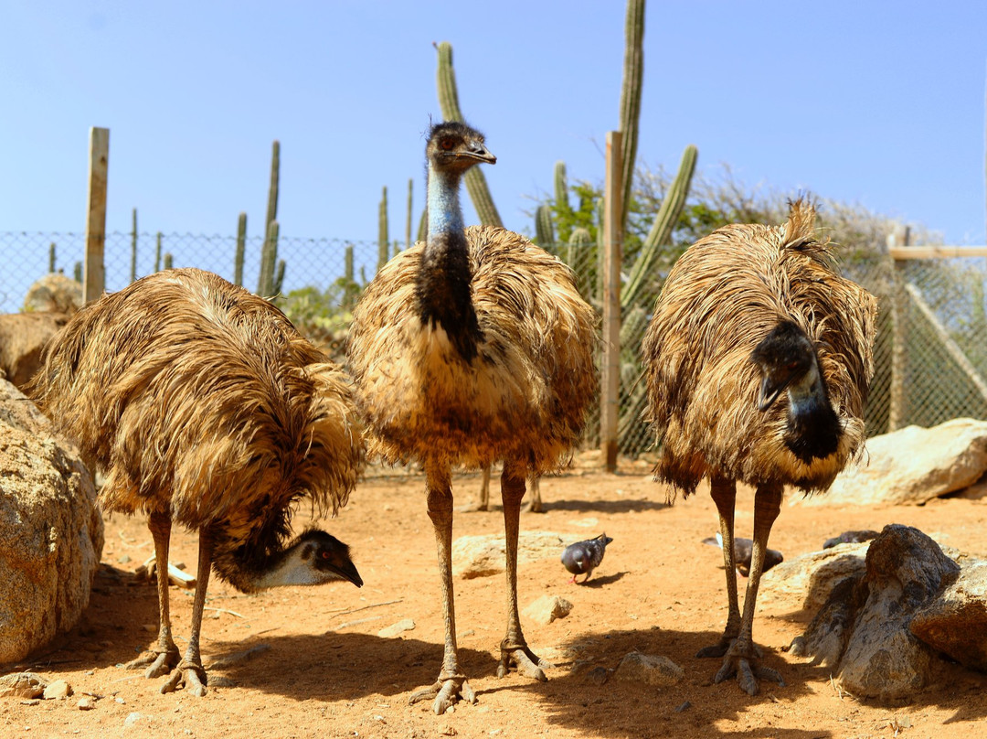 Aruba Ostrich Farm景点图片