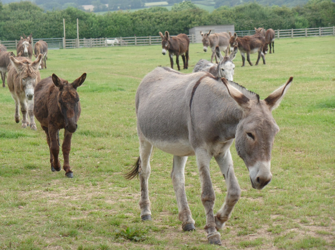 西德茅斯旅游景点-The Donkey Sanctuary