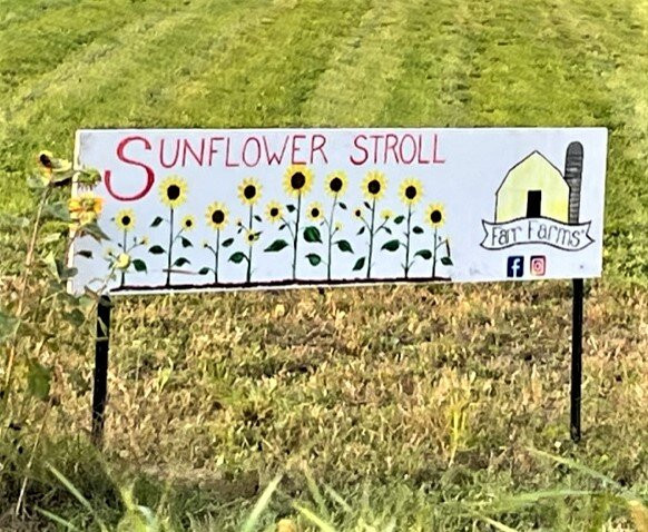 Farr Farms Sunflower Stroll景点图片