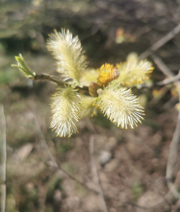 Ruta Senderismo Galapagar - San Lorenzo de El Escorial-Galapagar必去景点