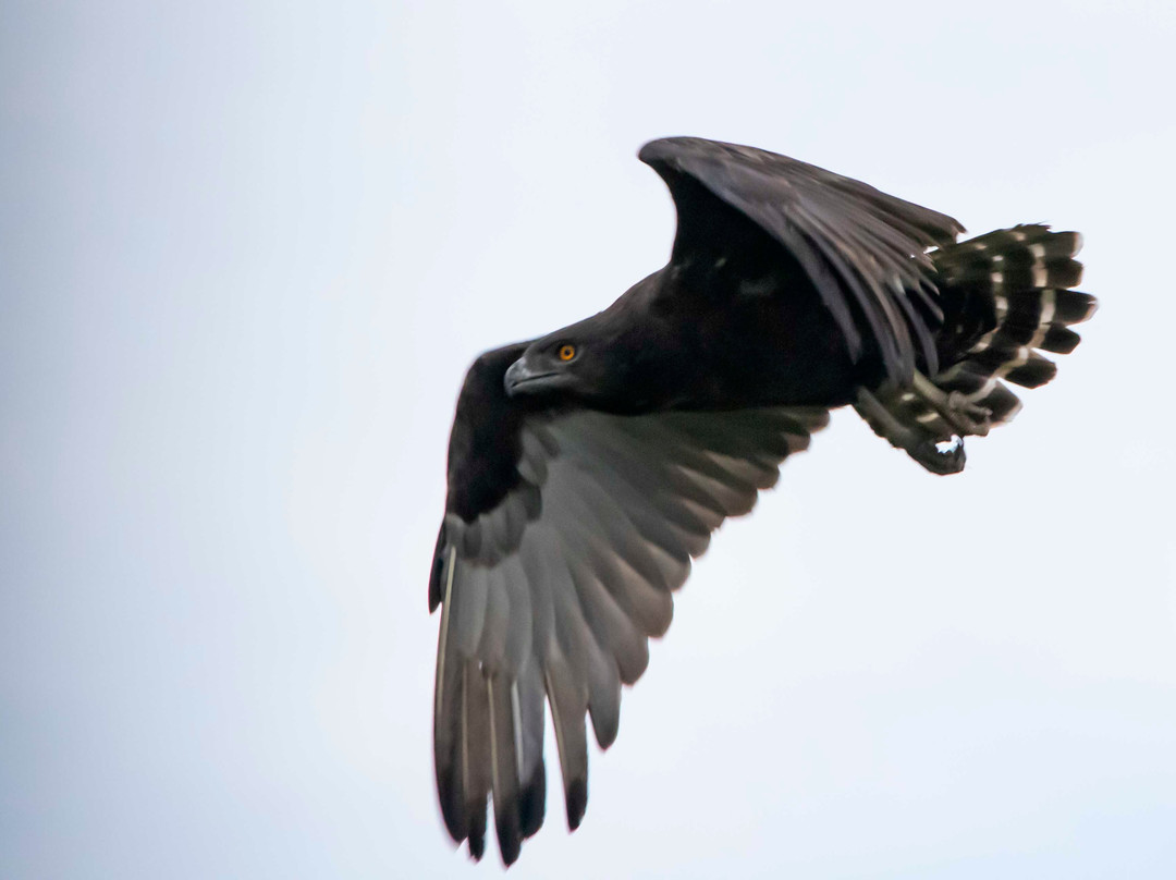 St Lucia Birding Tours- Ian Ferreira-圣露西亚必去景点