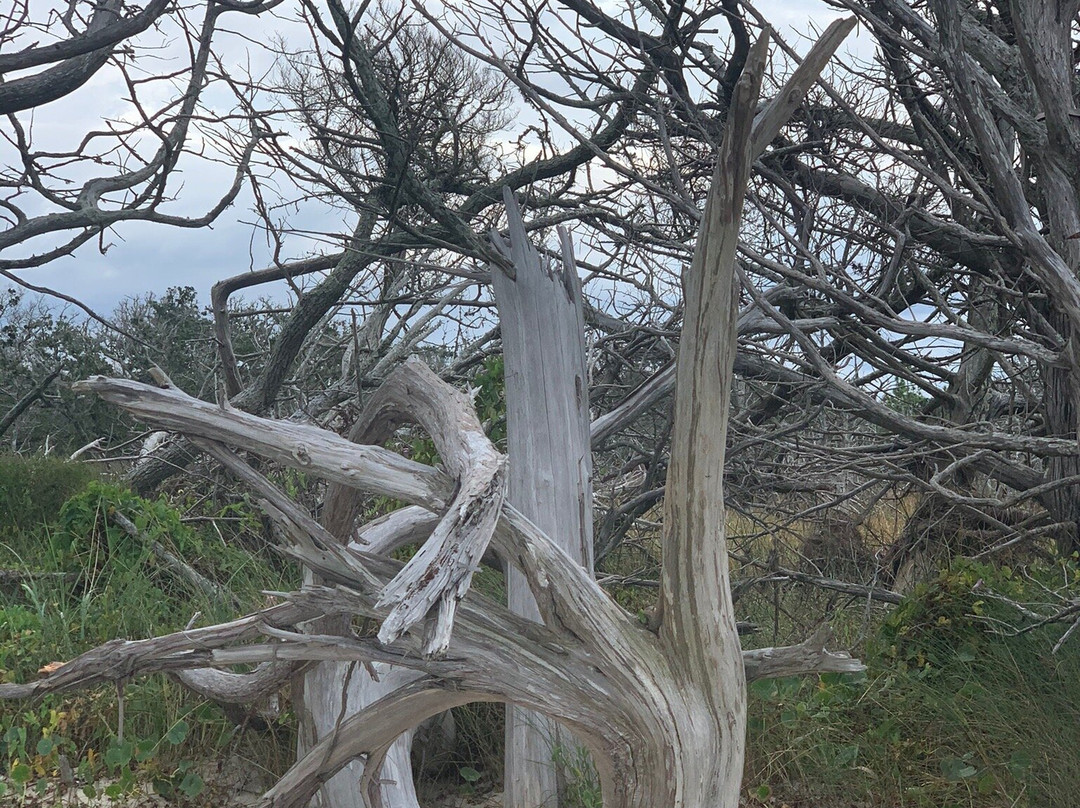 Springer's Point Preserve-Ocracoke必去景点