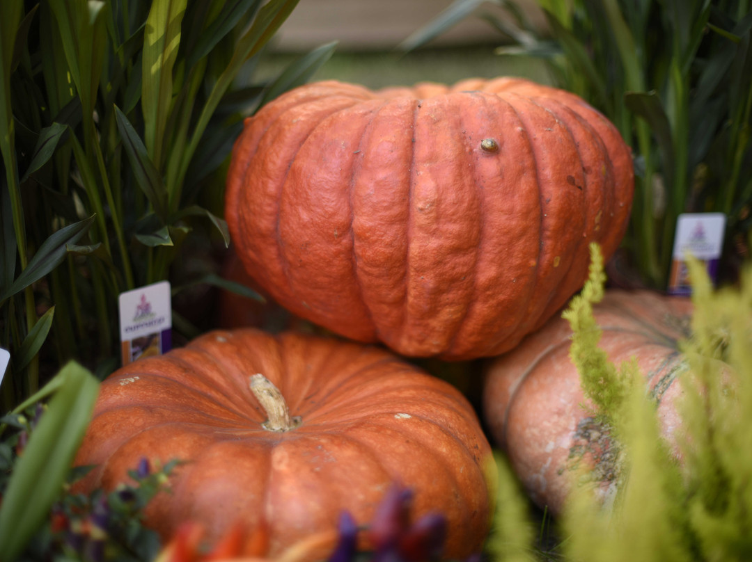 Parco Massari-费拉拉必去景点