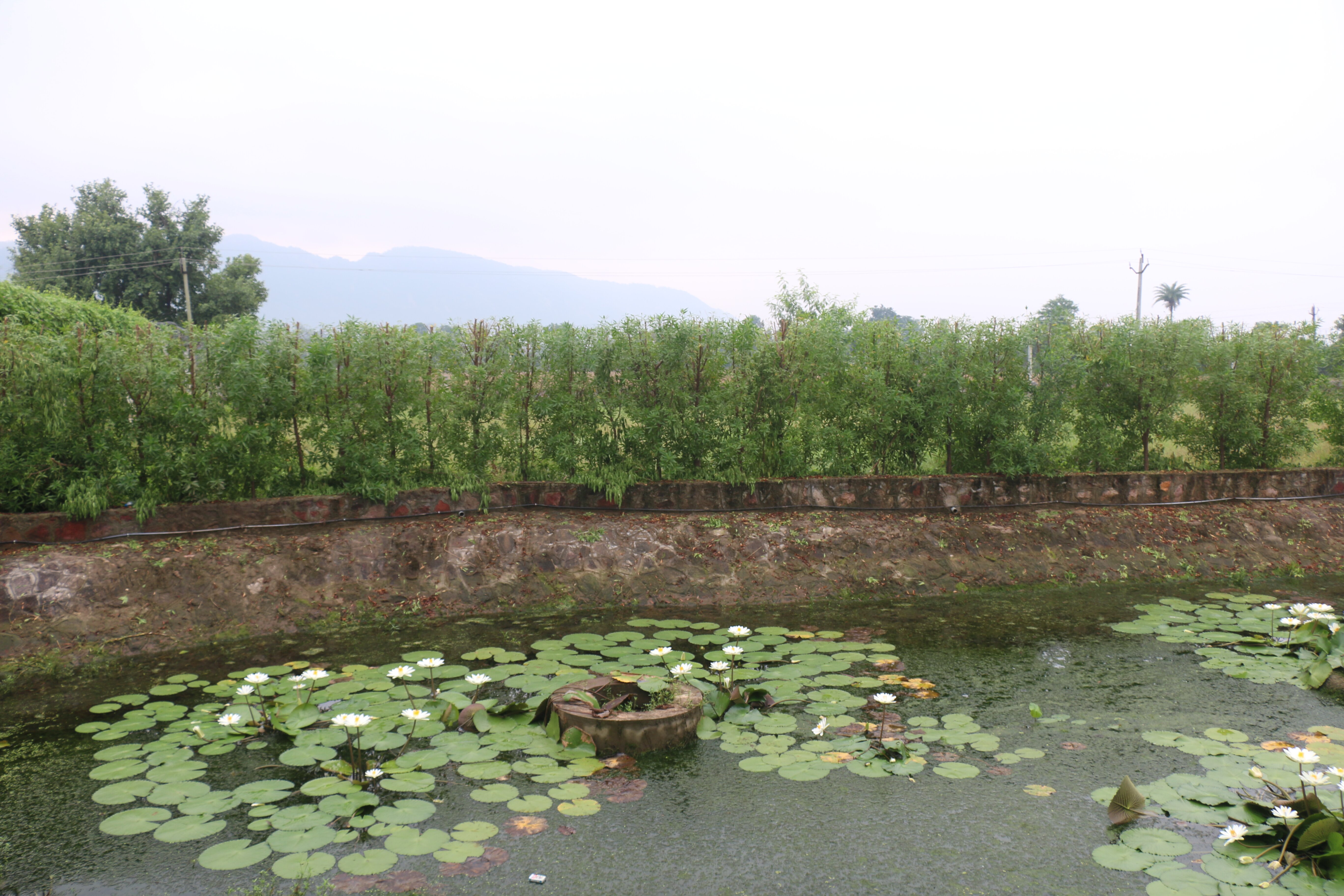The Fern Sattva Resort, Polo Forest-酒店景观