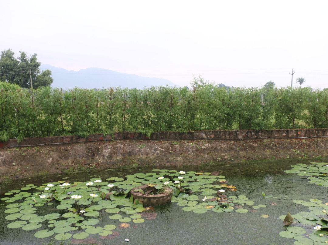 The Fern Sattva Resort, Polo Forest主图