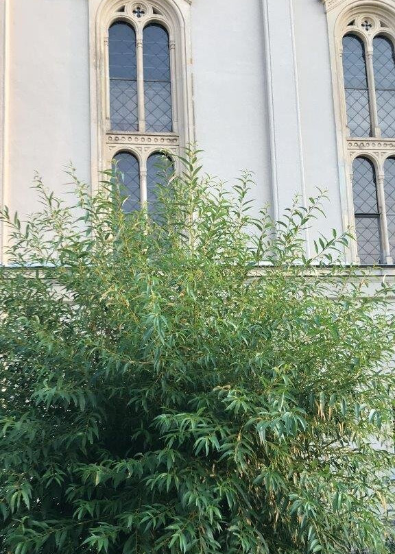 Kirchplatz Mini Märchenwald