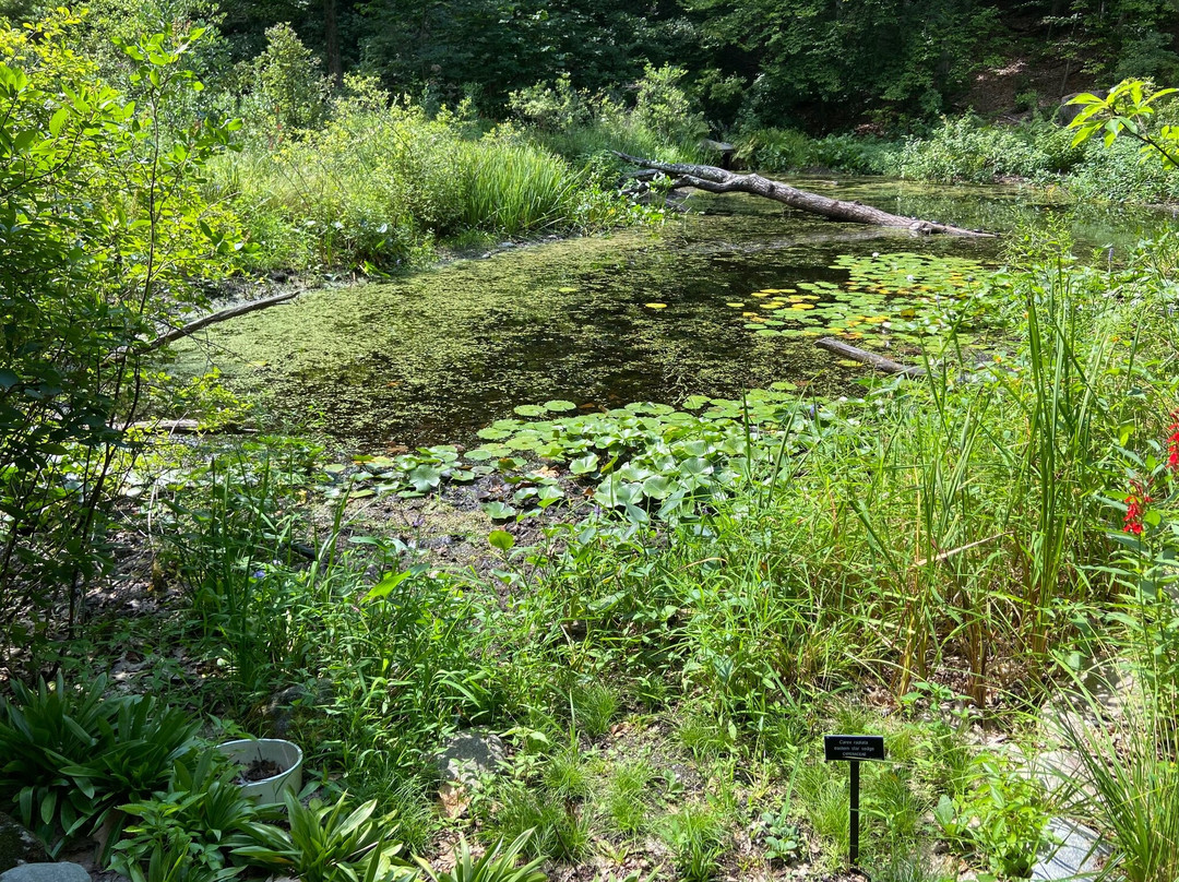 New England Wild Flower Society Garden in the Woods-弗雷明汉必去景点