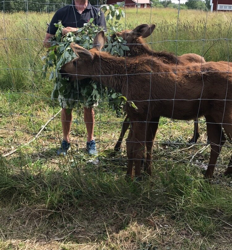 Moose Garden景点图片