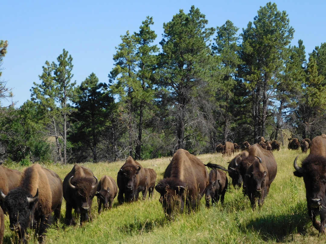 Pine Rest Cabins主图