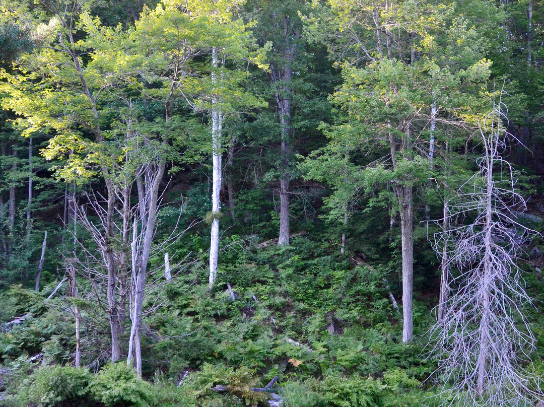 Skeleton Lake Fish Hatchery Trail景点图片