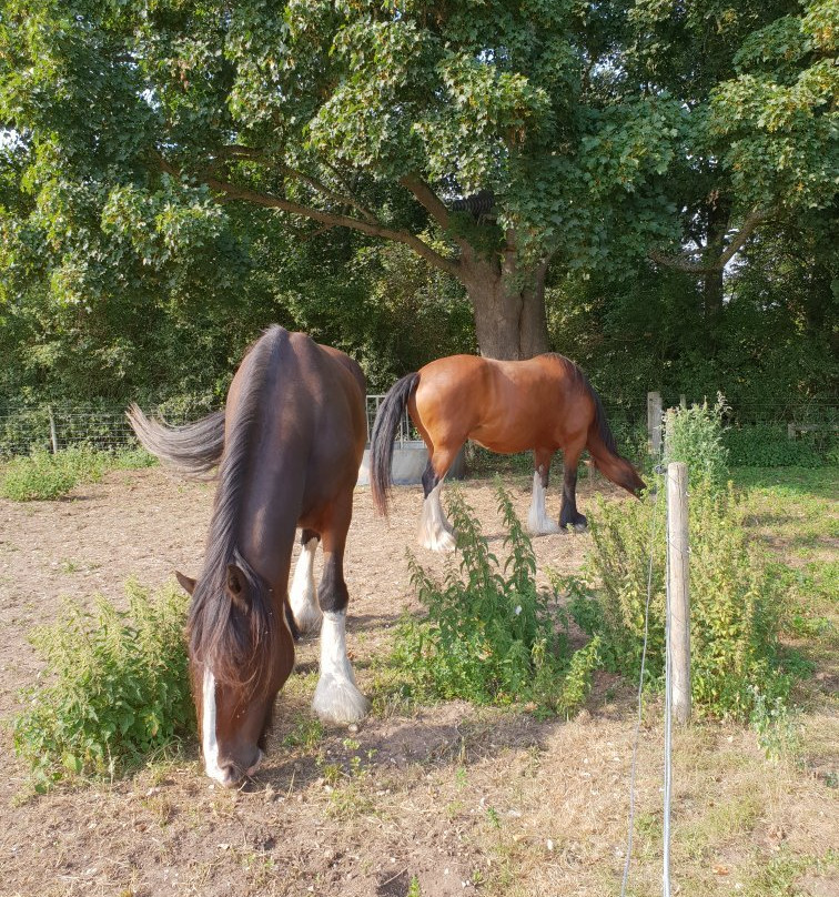 Willow Tree Farm Holidays主图