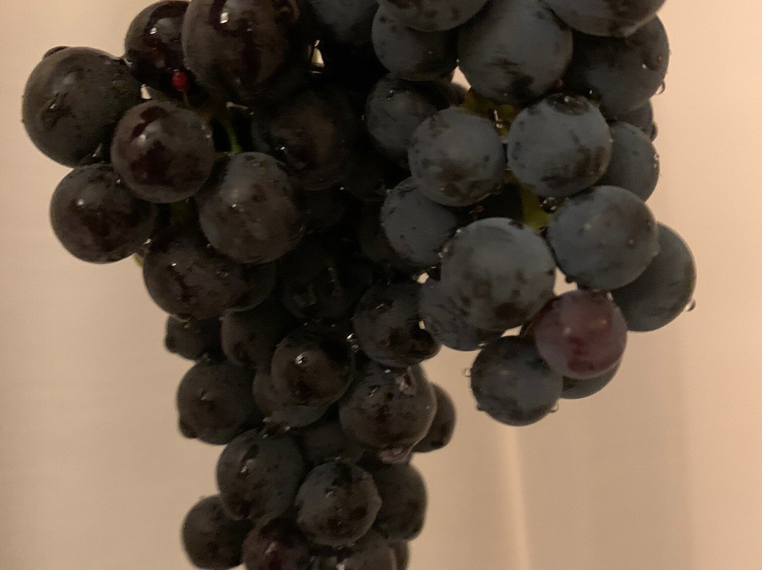 Au Vélo Dans L'Arbre主图