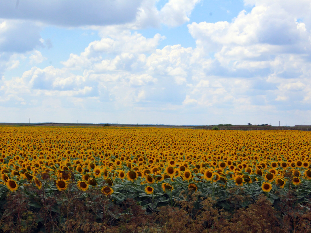 Ana Guesthouse主图