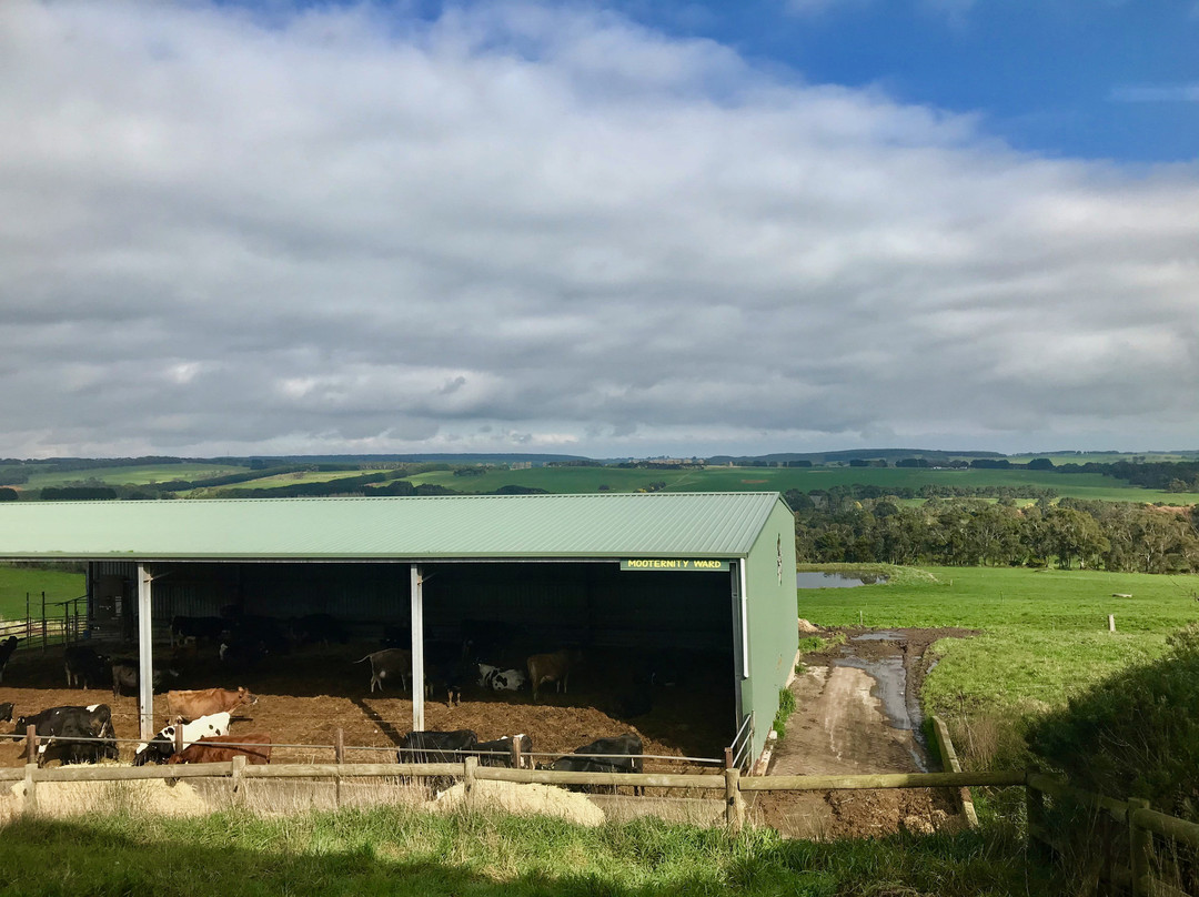 Apostle Whey Cheese-坎贝尔港必去景点