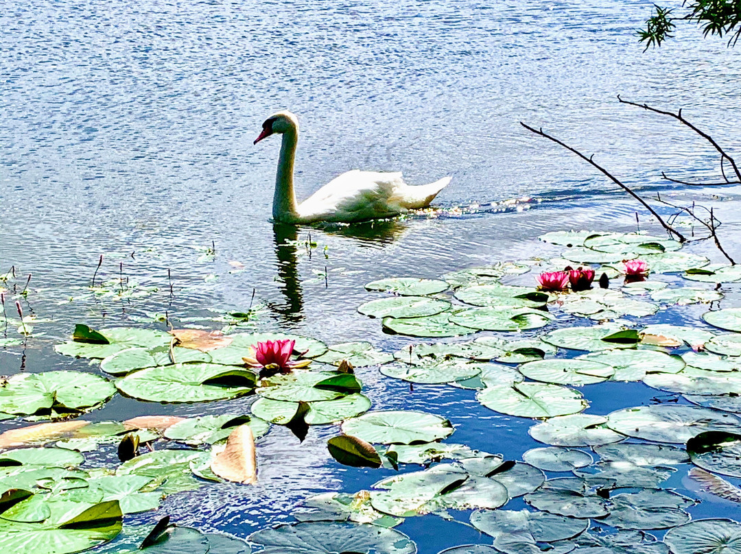 Sugar Mill Ponds Rawcliffe Bridge-Rawcliffe Bridge必去景点