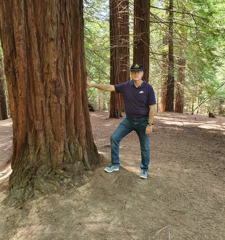 Redwood Forest景点图片