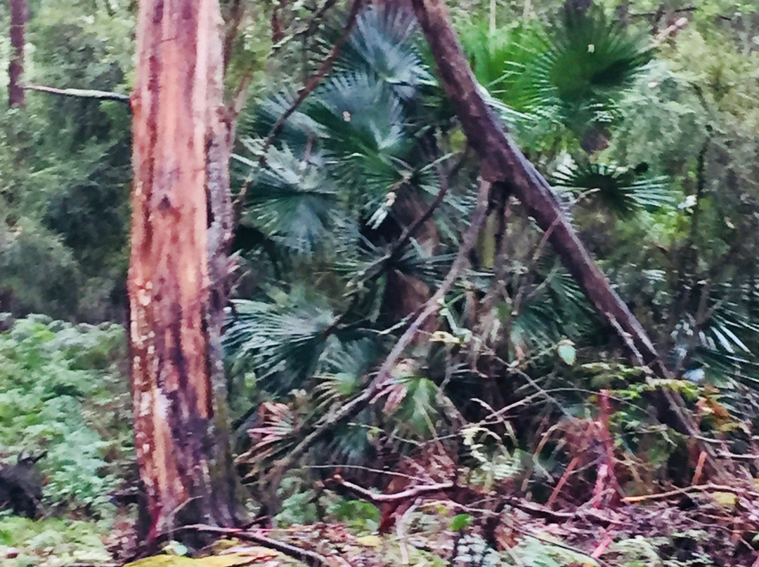 Cabbage Tree Creek Flora Reserve景点图片