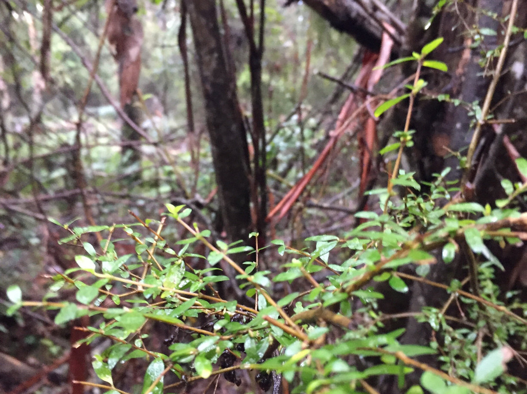 Cabbage Tree Creek Flora Reserve景点图片