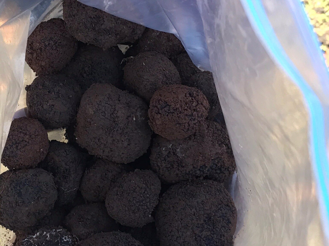 Truffles of Tasmania-德洛兰恩必去景点