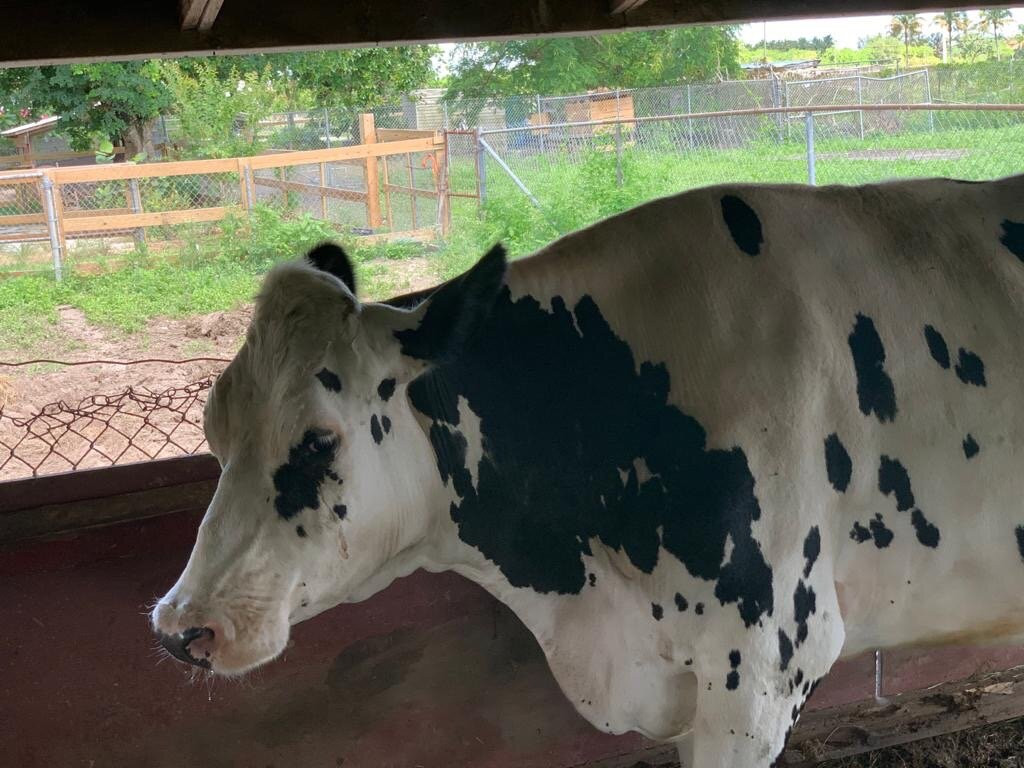 The Little Farm-Goulds必去景点