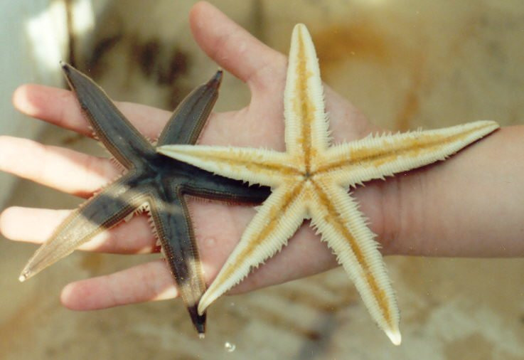 Dolphin Docks-Port Isabel必去景点