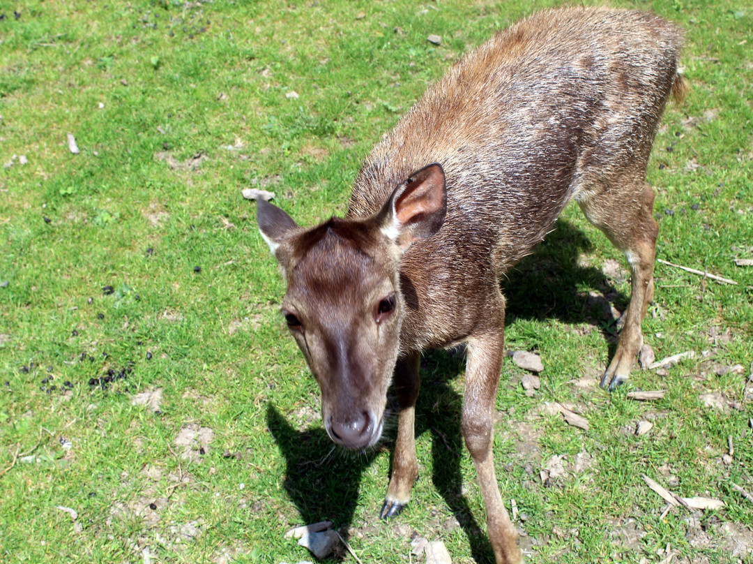Tierpark Bad Pyrmont-Bad Pyrmont必去景点