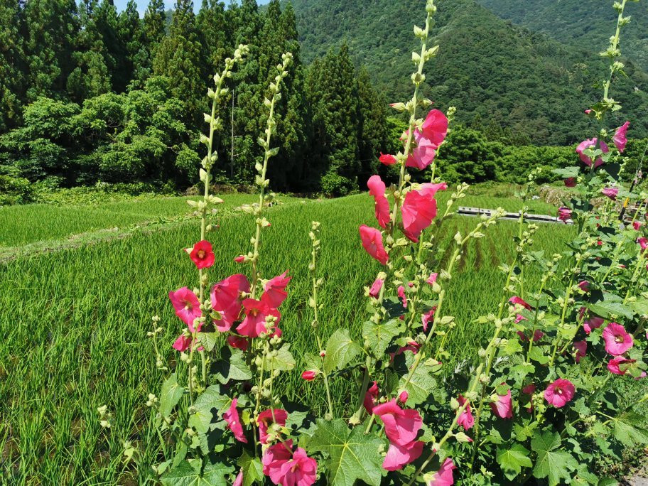 Tenshukakau Observatory-白川村必去景点
