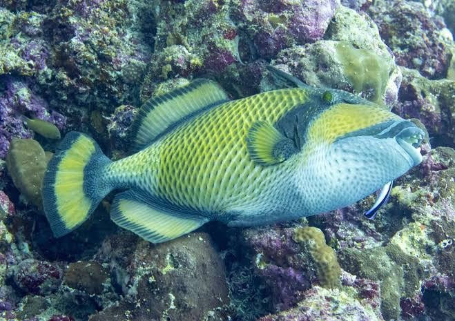 France Plongee-苏梅岛必去景点