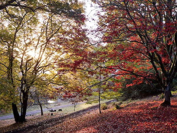 Leonardslee Lakes & Gardens景点图片