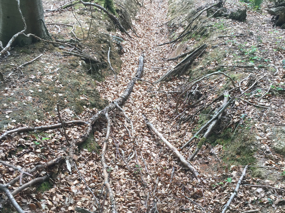 Hemsted Forest景点图片