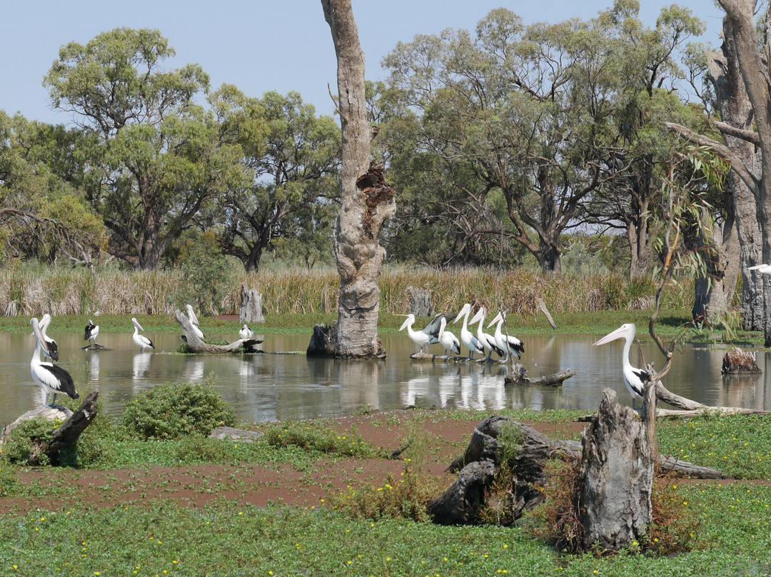 Loch Luna Cruises-Kingston on Murray必去景点