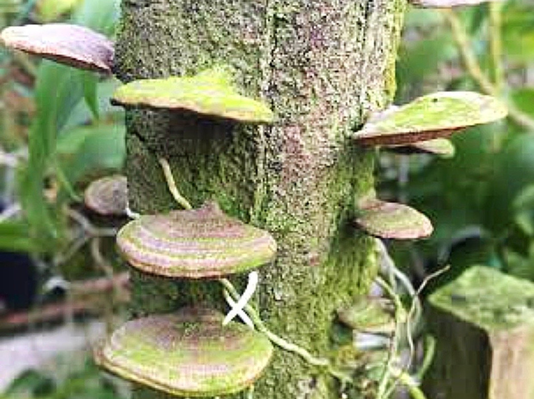 United Malaysian Orchids Sdn Bhd-万挠必去景点