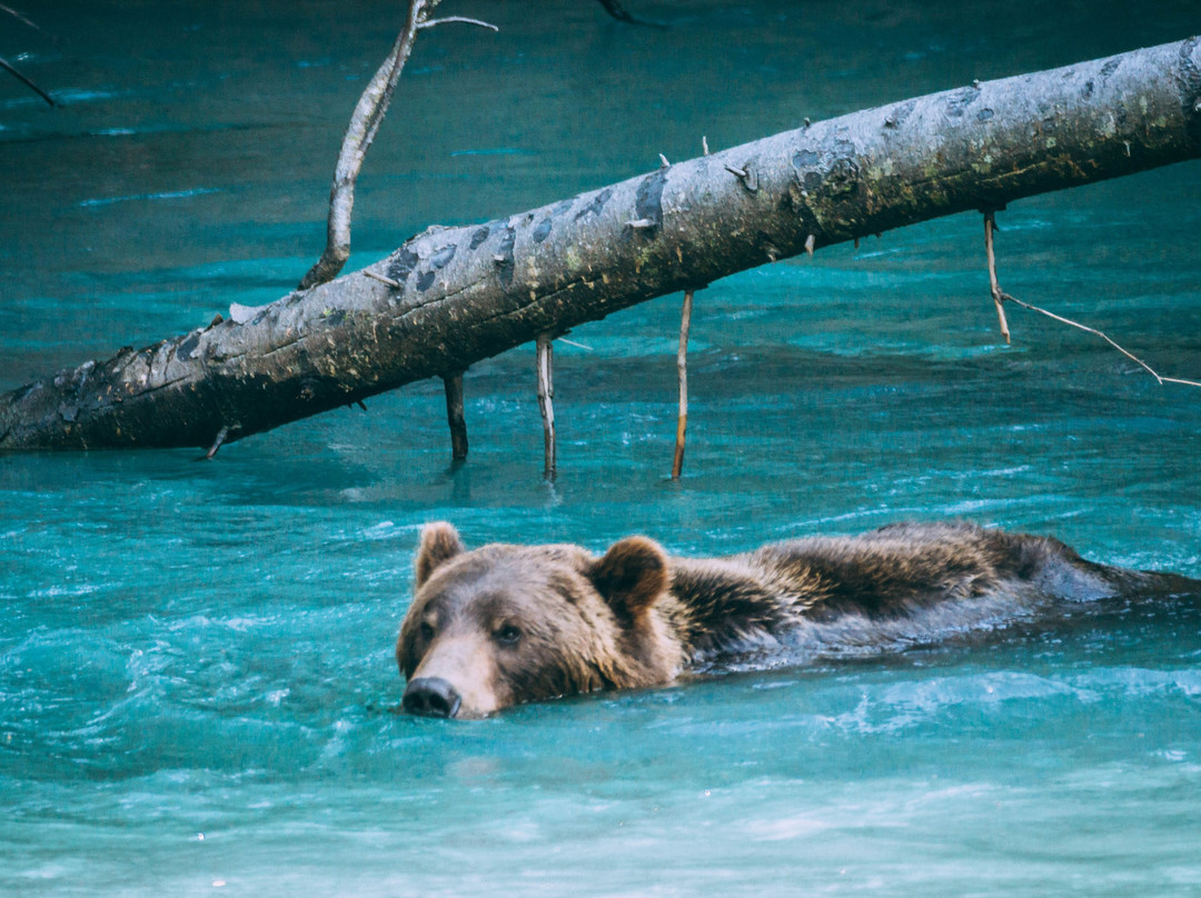 Pacific Coastal Cruises & Tours-温哥华必去景点