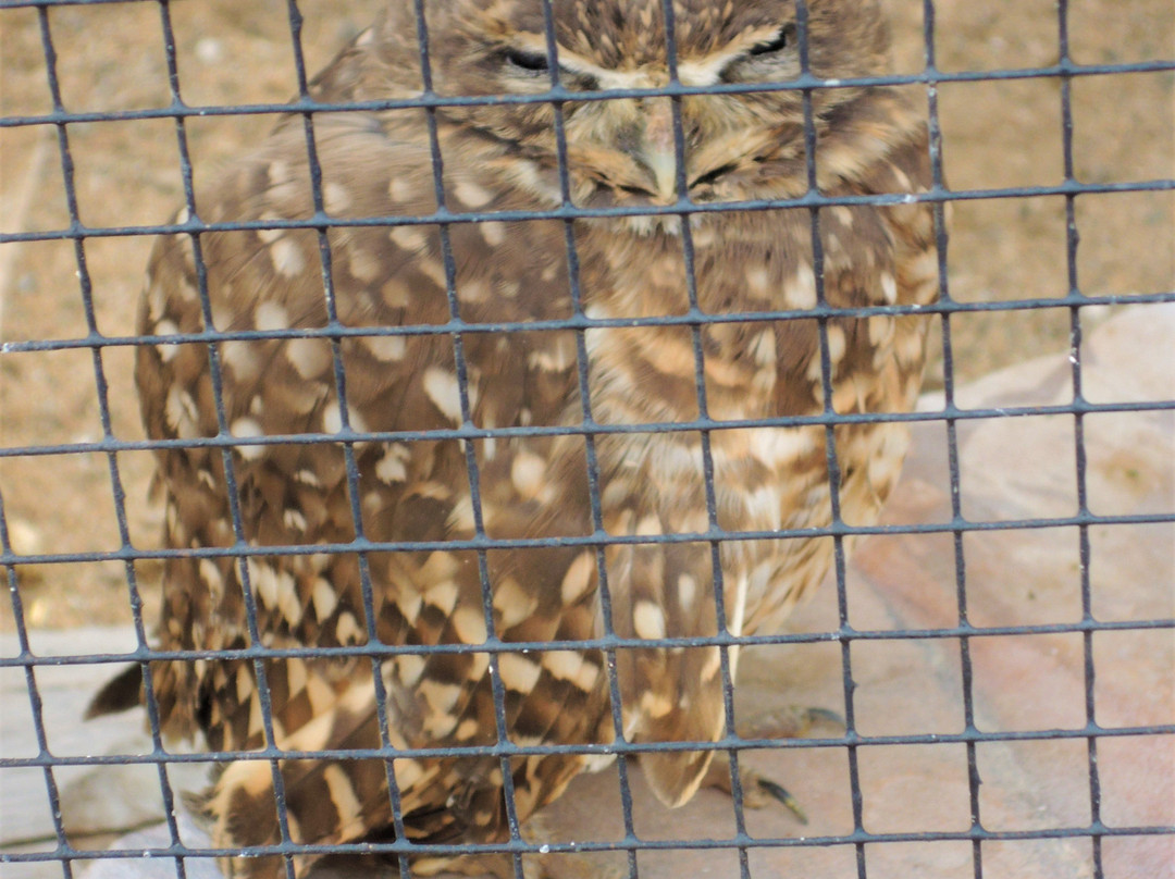 Heritage Park Zoo-普雷斯科特必去景点
