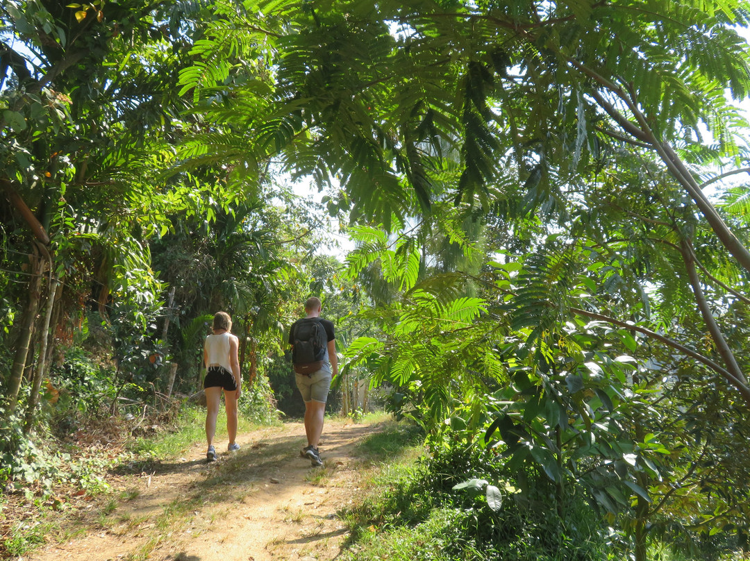 Hiking on Samui - Day Tours景点图片