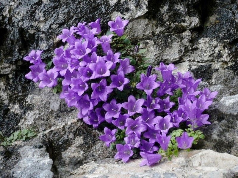 Giardino Botanico Campanula morettiana景点图片