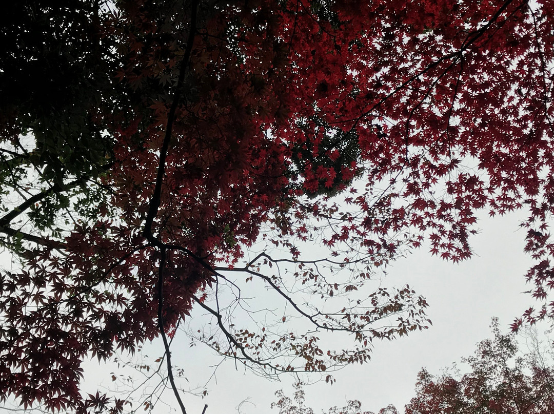 Manyo Park-汤河原町必去景点