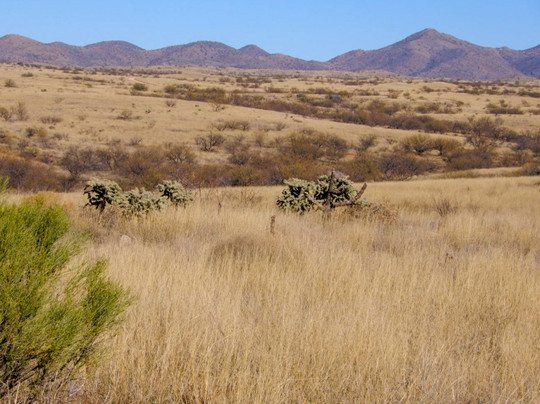 Buenos Aires National Wildlife Refuge-Arivaca必去景点