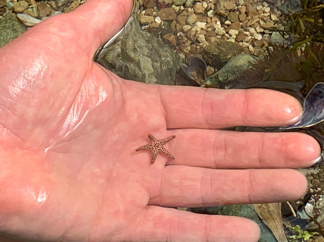 2023年12月Gulf Specimen Marine Lab & Aquarium景点攻略Gulf Specimen Marine