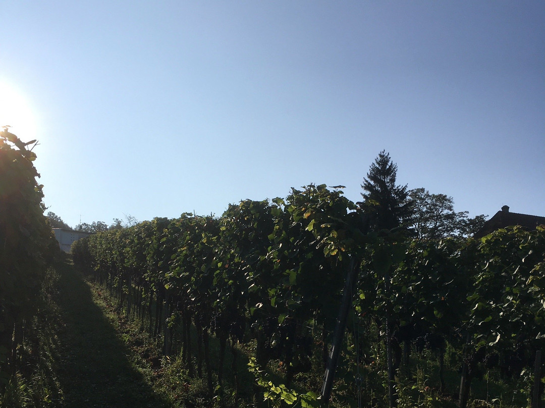 Staatsweingut Freiburg-佛莱堡必去景点