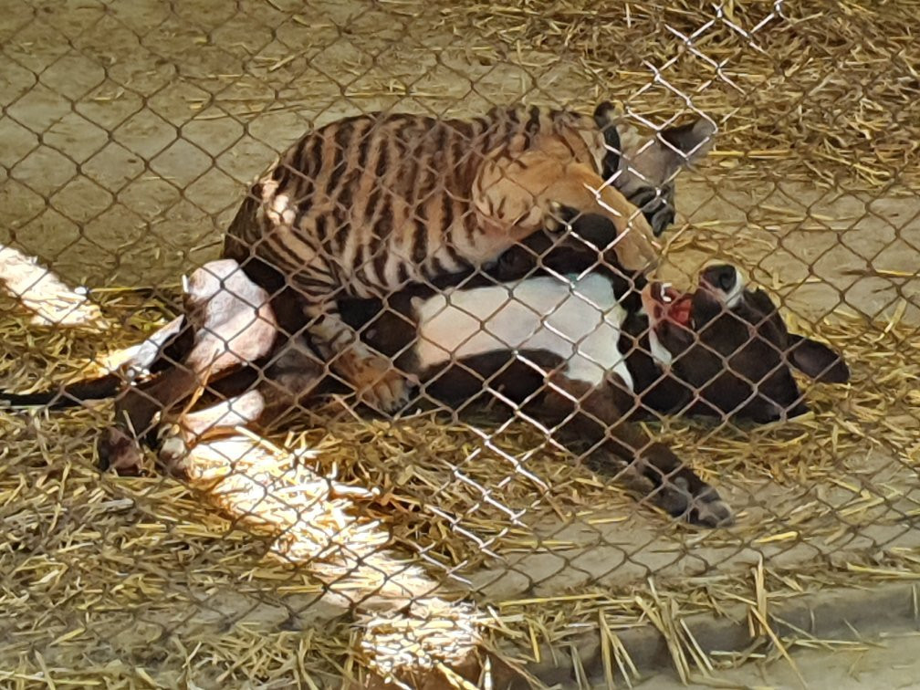 zoologico de Lujan景点图片