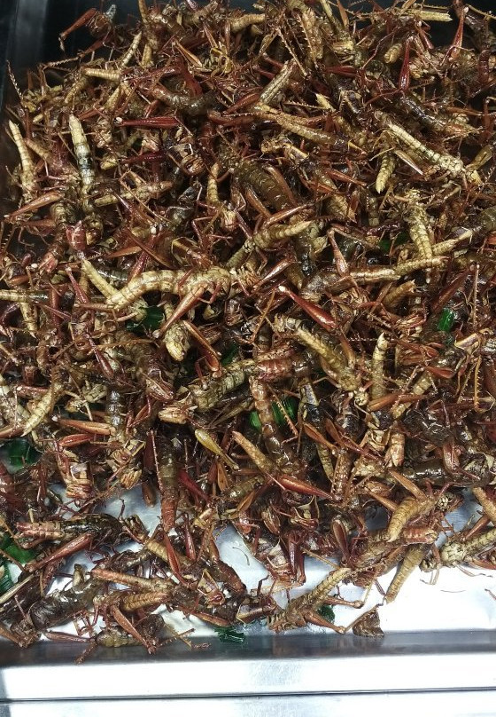 Surat Thani Shrine Market-素叻他尼必去景点